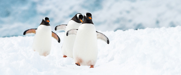 landingpage_HX_Galerie_01_20250722 Pinguine in ihrer Kolonie beim Balzen, Nisten oder Füttern ihrer Küken zu beobachten, ist ein Erlebnis, das Sie garantiert nie vergessen werden.