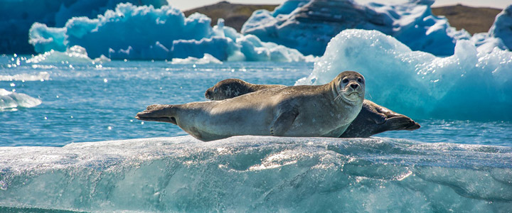 landingpage_slr_Galerie-02_20250722 Im Skaftafell Nationalpark auf Island entdecken Sie eine artenreiche Tierwelt. Robben lassen sich in ihrem natürlichem Umfeld beobachten.