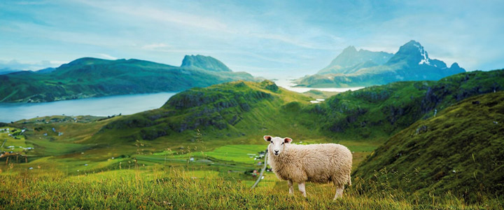 Ein Schaf steht auf einer grünen Hügellandschaft mit Blick auf Fjorde und Berge in Norwegen und vermittelt die ruhige, ursprüngliche Natur der Kreuzfahrtregion.