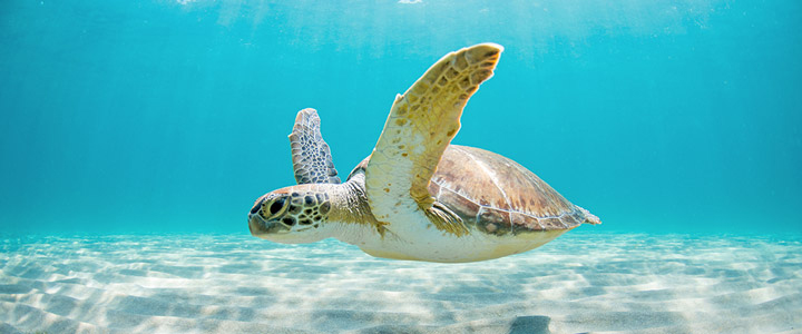 Eine Meeresschildkröte gleitet ruhig durch klares, türkisfarbenes Wasser über hellem Sandboden und vermittelt die entspannte, tropische Atmosphäre der Karibik.