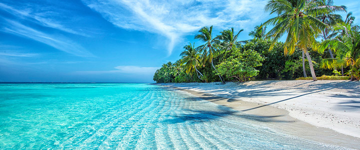 Ein weißer Sandstrand mit Palmen und türkisblauem Wasser erstreckt sich unter blauem Himmel und vermittelt pure Ruhe sowie karibisches Urlaubsgefühl.