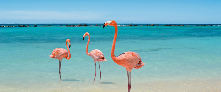 Drei Flamingos stehen im kristallklaren, ruhigen Wasser unter klarem Himmel.