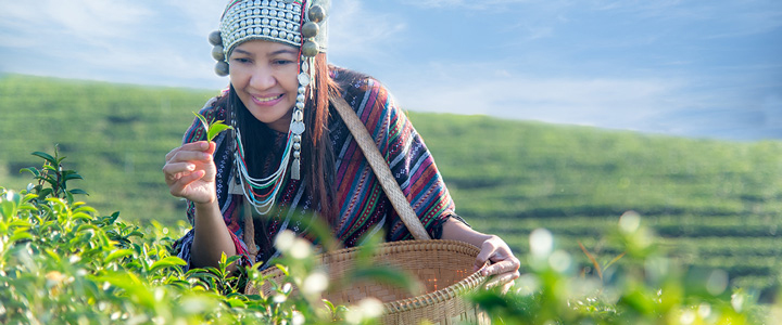 Zwischen sattgrünen Reihen einer Teeplantage sammelt eine Frau sorgfältig frische Teeblätter, während sanfte Hügel die Landschaft prägen.