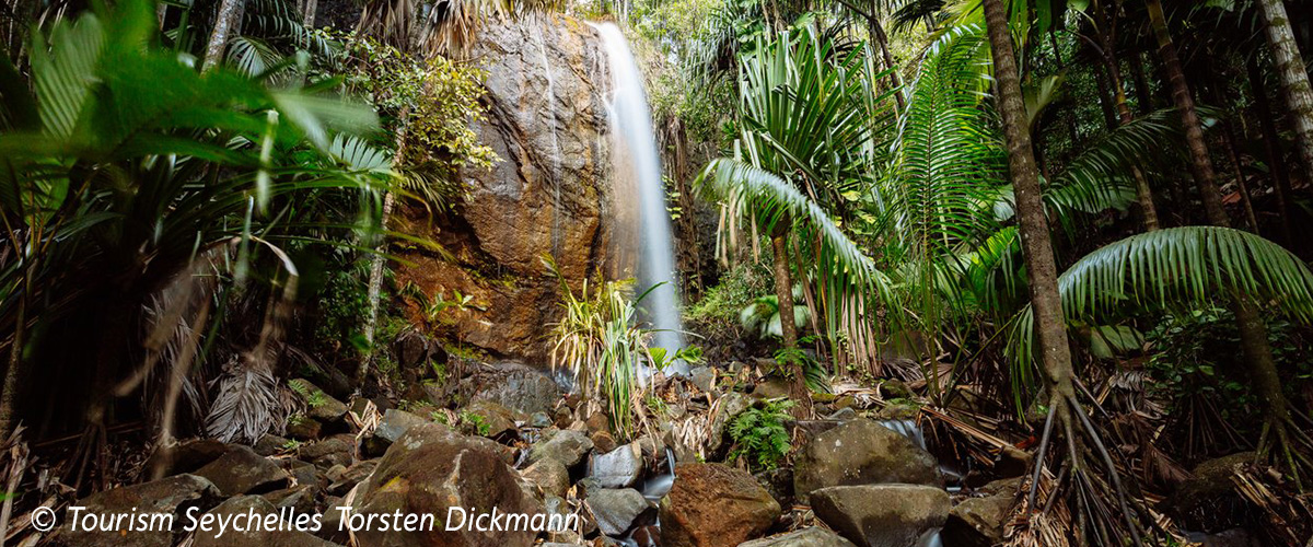 Üppiger Dschungel prägt den Vallée de Mai Nationalpark auf Praslin. Zwischen dichtem Grün stürzt ein kleiner Wasserfall über moosbewachsene Felsen.